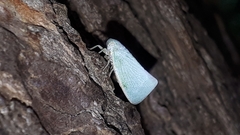 Flatormenis proxima