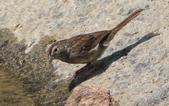 Aimophila ruficeps canescens