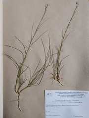 Eremogone saxatilis