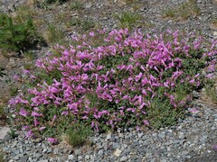 Penstemon rupicola