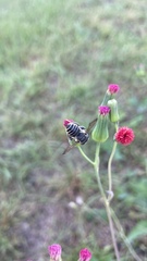 Megachile albitarsis