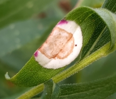 Asteromyia carbonifera