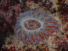 Phlyctenanthus australis