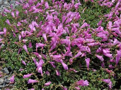 Penstemon rupicola