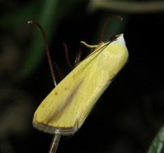 Pardoxia graellsii