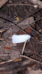 Flatormenis proxima