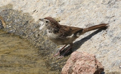 Aimophila ruficeps canescens