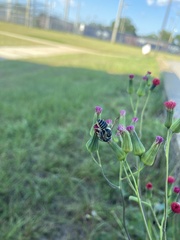 Megachile albitarsis