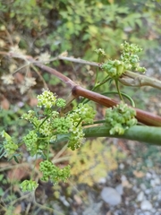 Trinia glauca