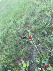 Megachile albitarsis