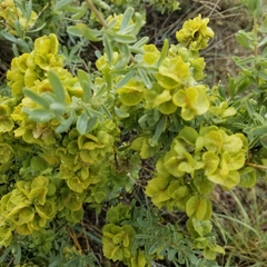 Atriplex canescens
