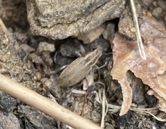 Sitona lineatus