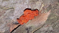 Tulasnella aurantiaca