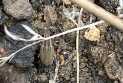 Sitona lineatus