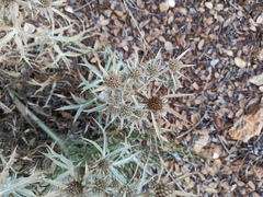 Eryngium amethystinum