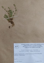 Scleranthus perennis