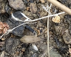 Sitona lineatus