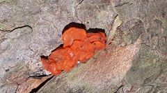 Tulasnella aurantiaca