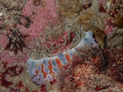 Phlyctenanthus australis