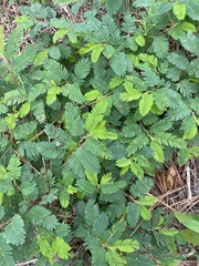 Chamaecrista nictitans