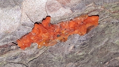 Tulasnella aurantiaca