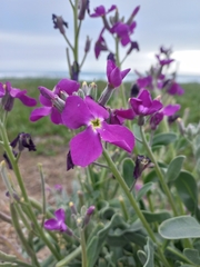 Matthiola incana