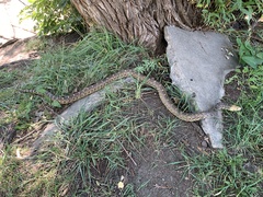 Pituophis catenifer sayi