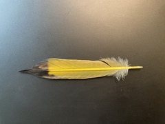 Colaptes auratus luteus