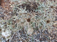 Eryngium amethystinum