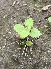 Lamium purpureum