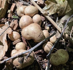 Scleroderma areolatum