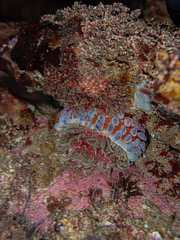 Phlyctenanthus australis