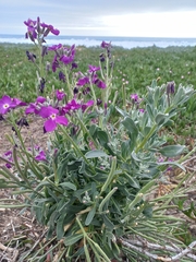 Matthiola incana
