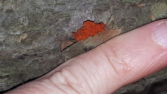 Tulasnella aurantiaca