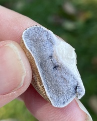 Scleroderma areolatum