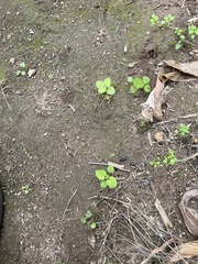 Lamium purpureum