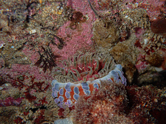 Phlyctenanthus australis