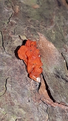 Tulasnella aurantiaca