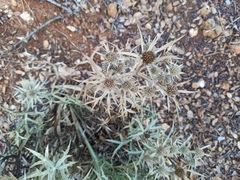 Eryngium amethystinum