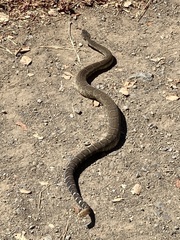 Crotalus oreganus