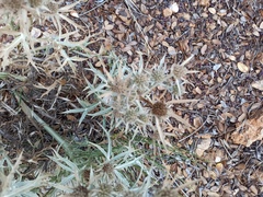 Eryngium amethystinum