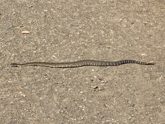 Crotalus oreganus