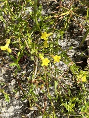 Gratiola aurea