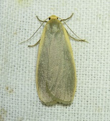 Eilema griseola