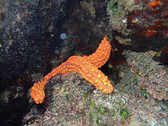 Uniophora granifera