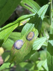 Botryosphaeria dothidea