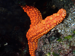 Uniophora granifera