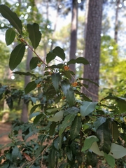 Photinia serratifolia