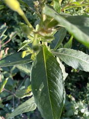 Oenothera rubricaulis