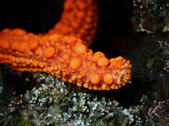 Uniophora granifera